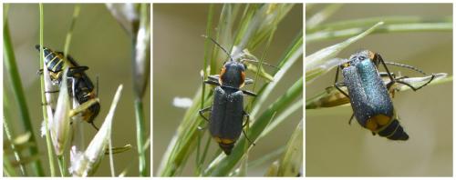Réf. 233 358 : Clanoptilus marginellus